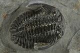 Hollardops Trilobite Fossil - Excellent Eye Facets #310243-1